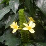 Barleria oenotheroides 花