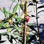 Crinodendron hookerianum Pokrój