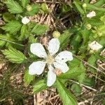 Rubus flagellaris 花