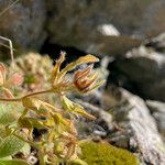 Potentilla nivalis Virág