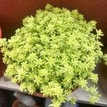 Sedum japonicum Hoja