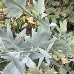 Romneya coulteri Leaf