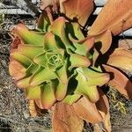 Aeonium nobile Leaf