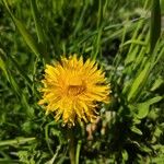 Taraxacum cucullatiforme Fula