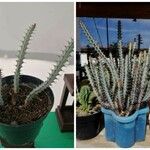 Euphorbia greenwayi Hoja