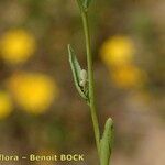 Omphalodes linifolia Other