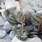 Sedum sediforme Hoja