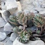 Petrosedum sediforme পাতা