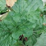Rheum officinale Feuille