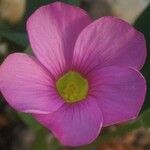 Oxalis monophylla