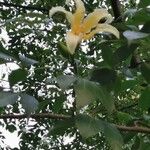 Ceiba insignis Flor