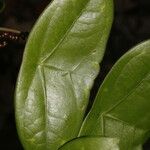 Passiflora megacoriacea Blatt
