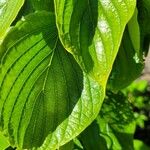 Cornus rugosa Foglia