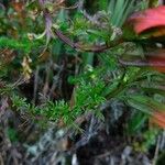 Castilleja integrifolia Листок