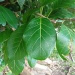 Ficus lutea Folha