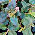 Persicaria capitata Flors