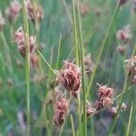 Rhynchospora fusca Flower