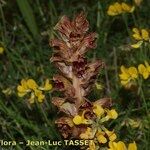 Orobanche gracilis Flor