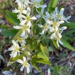 Amelanchier stolonifera Blodyn