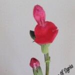 Salvia microphylla Fiore