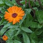 Calendula officinalis Flower