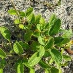 Stachys maritima পাতা