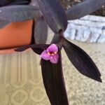 Tradescantia pallidaЦветок