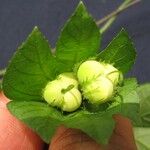 Dalechampia scandens Frucht