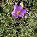 Crocus neapolitanus Žiedas