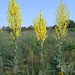 Verbascum pulverulentumBlomst