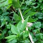 Cyclanthera pedata 果實