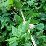 Cyclanthera pedata Fruit