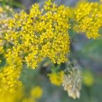 Odontarrhena muralis Flower