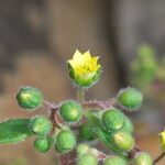 Aichryson laxum 花