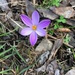 Crocus corsicus Leaf