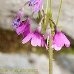 Primula matthioli Flower