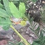 Mimosa pudica Fruit