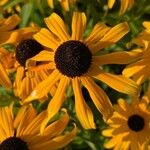 Rudbeckia fulgidaCvet