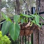 Philodendron martianum Foglia