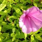 Ipomoea sagittata Leaf