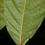 Hirtella trichotoma 葉
