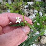 Caperonia castaneifolia Tervik taim