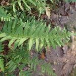 Polypodium interjectum ഇല