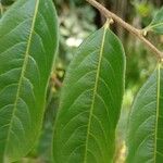 Casearia arborea Hoja