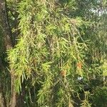 Melaleuca viminalis Leaf