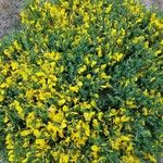 Cytisus decumbens Цвят