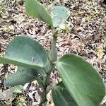 Cissus rotundifolia Hoja