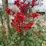 Nandina domesticaΦρούτο