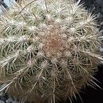 Weberbauerocereus weberbaueri 其他
