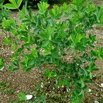 Baptisia australis Habit